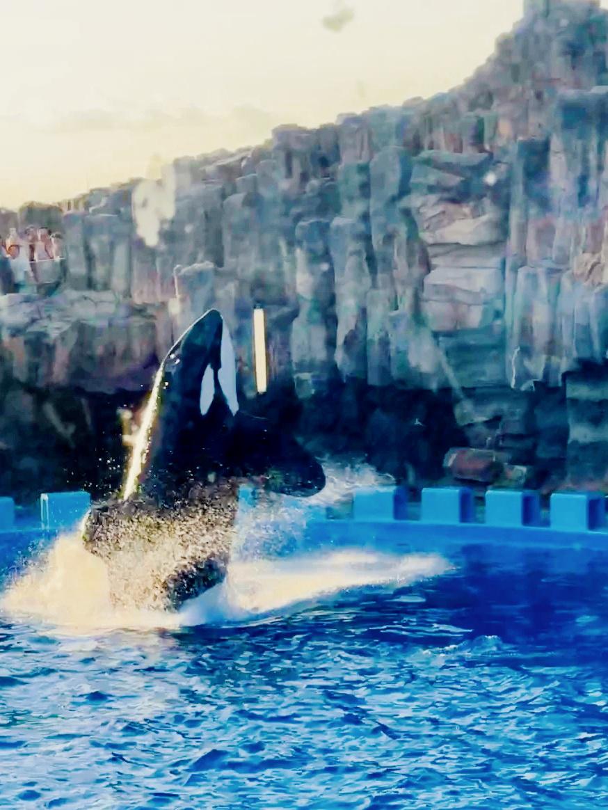 京都水族队力克对手，晋级下一轮比赛的简单介绍